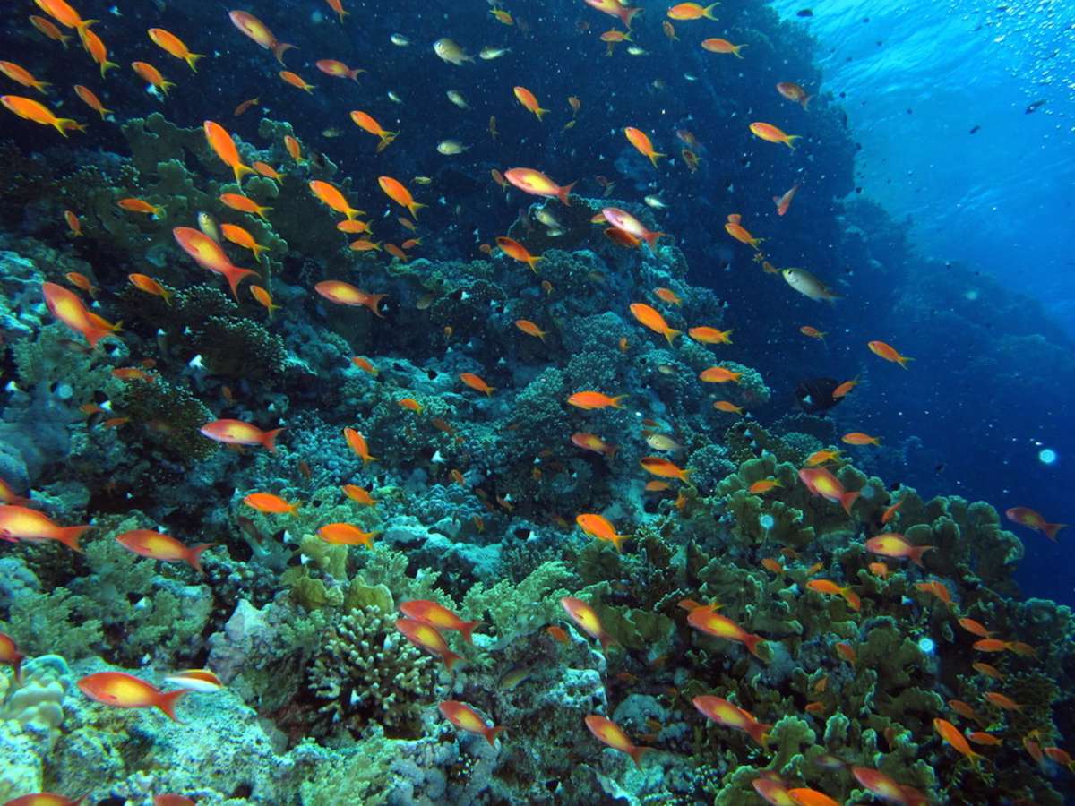 Сент Джонс (Порт  Галиб - Порт Галиб)