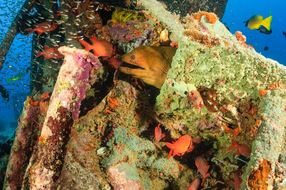 Рэки и рифы севера Красного моря (Хургада - Хургада) 