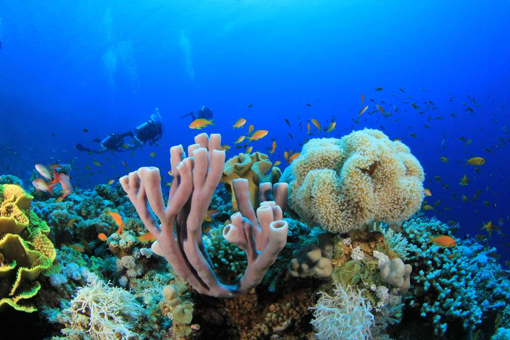 Бразерс - Дедалус - Эльфинстоун (7 ночей)