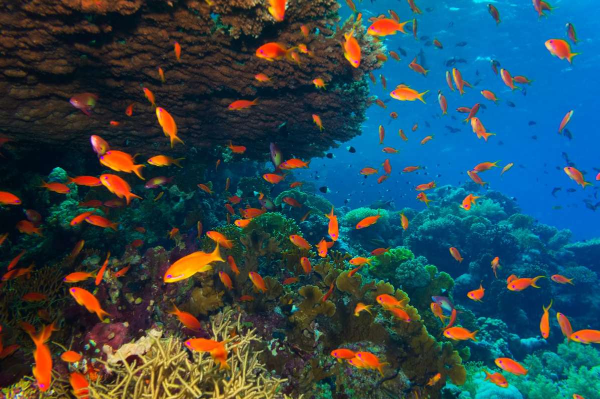 Острова Бразерс (Хургада - Хургада)