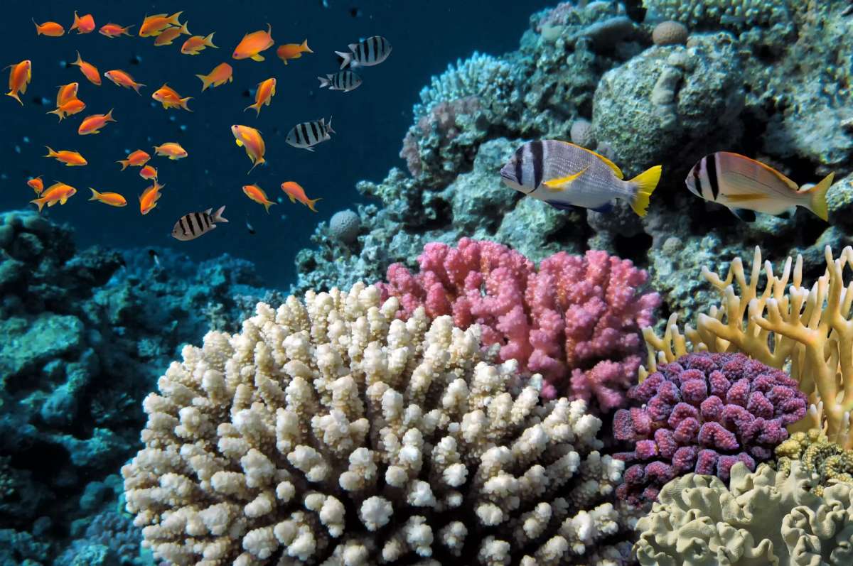 Морские парки Красного моря (Порт Галиб - Порт Галиб)