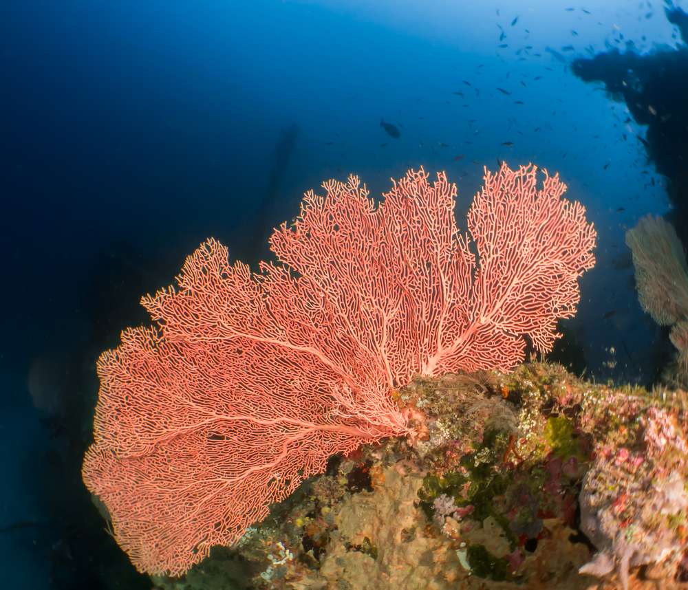 Центральные атоллы </br>(7 ночей)