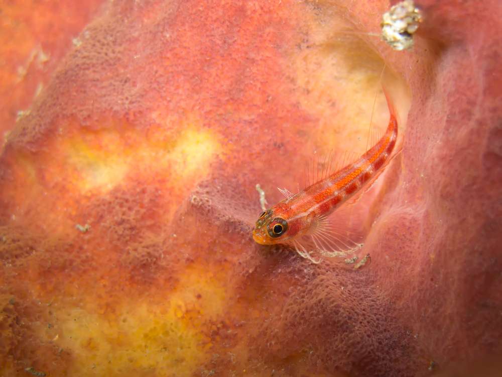 Висайские острова и Малапаскуа (10  ночей)