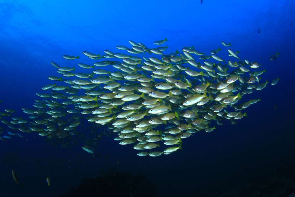 Острова Палау (10 ночей)