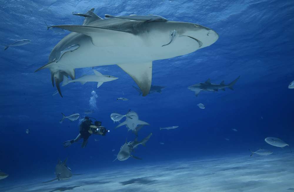 Эксума и юго-восточный Эльютера (7 ночей)