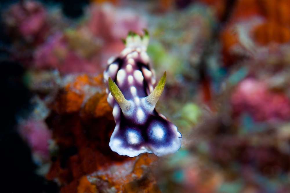 Малапаскуа (6 ночей)