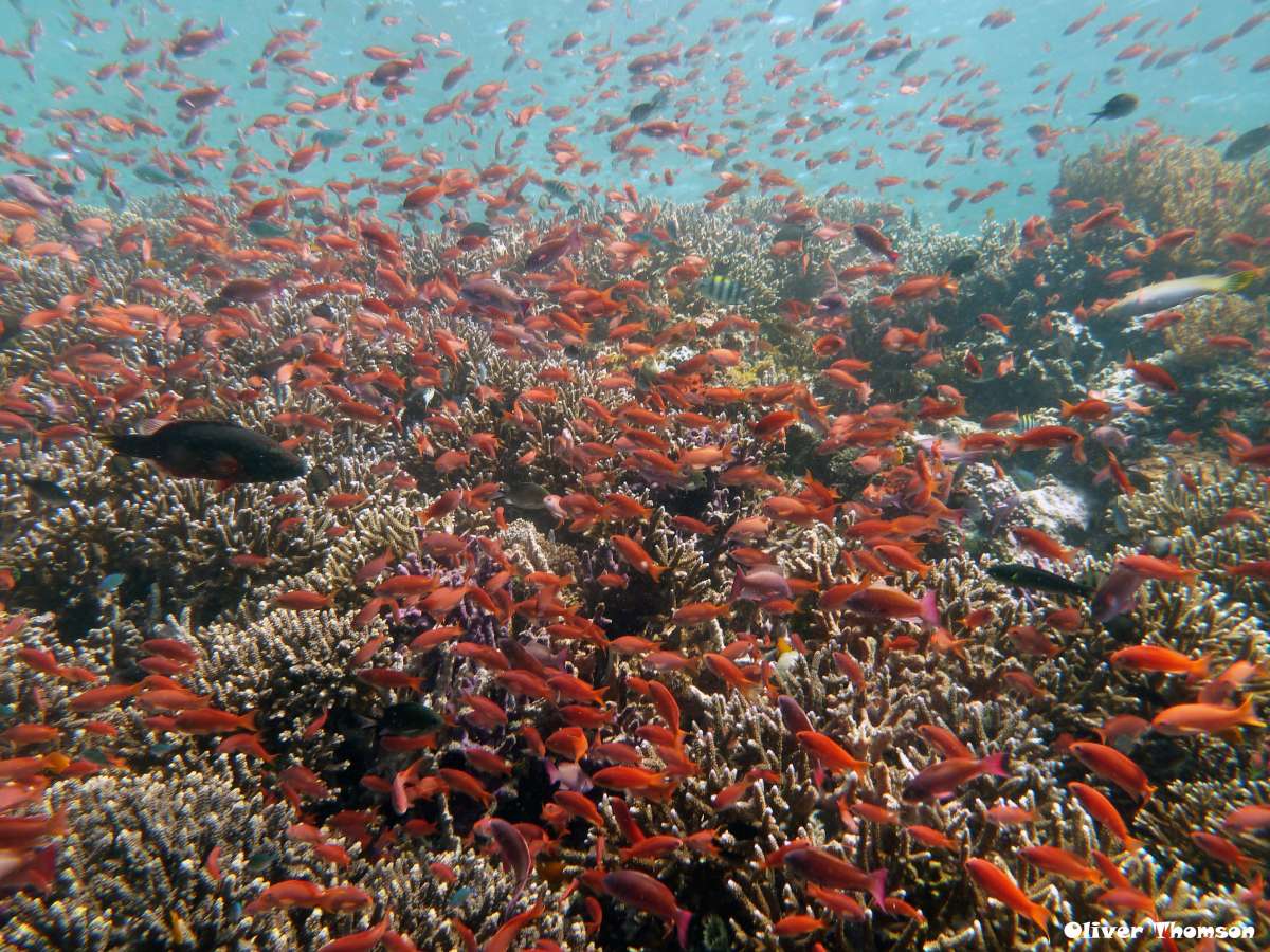 Комодо (5 ночей)