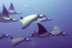 Комодо (7 ночей)