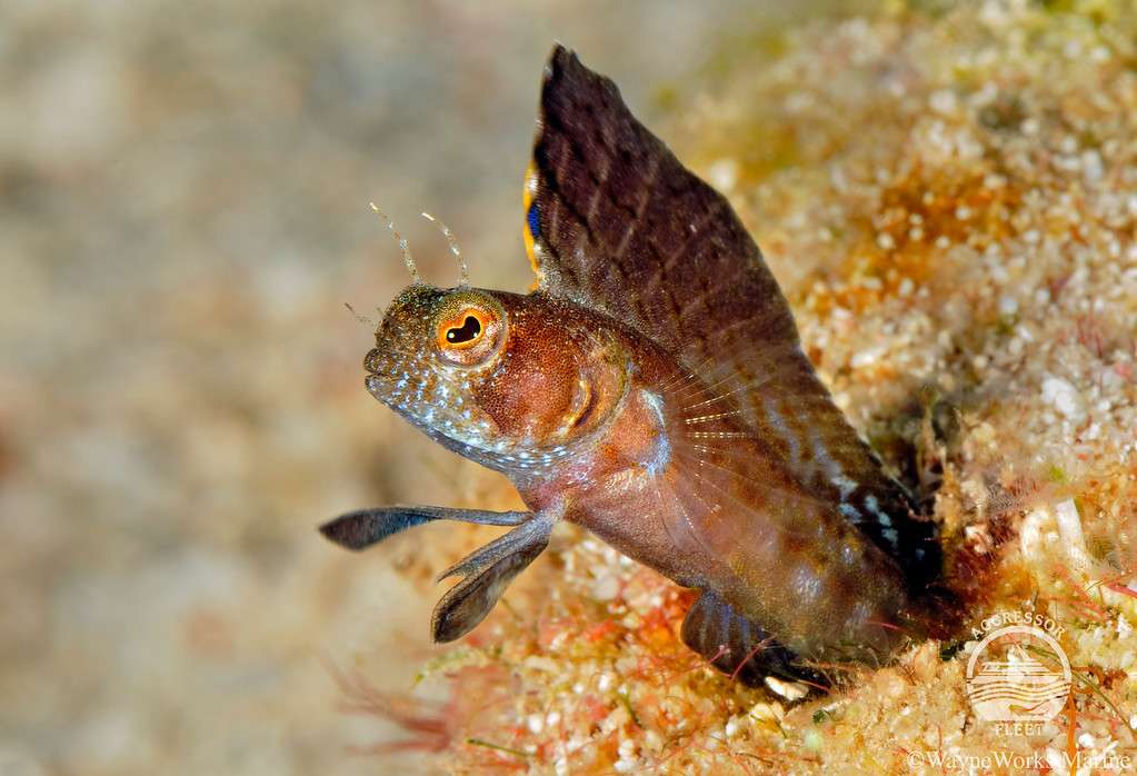 Острова Роатан, Утила и Кайо Кочинос (7 ночей)