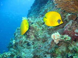 Дедалус - Роки - Забаргад </br> (7 ночей)