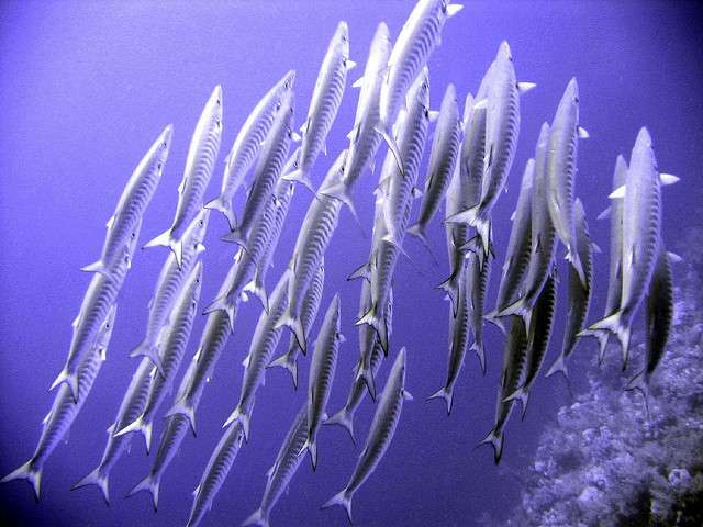 Бразерс - Дедалус - Эльфинстоун (Порт Галиб - Хургада, 7 ночей) 