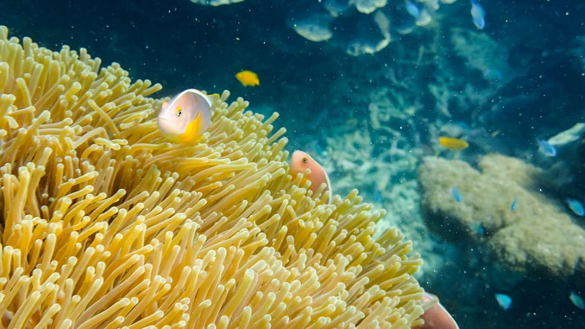 Архипелаг Мьей - Мьянма </br> (7 ночей)