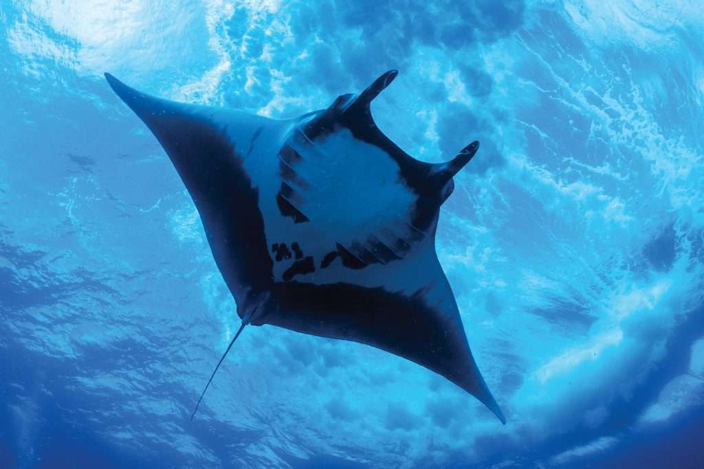 Остров Сокорро (8 ночей)