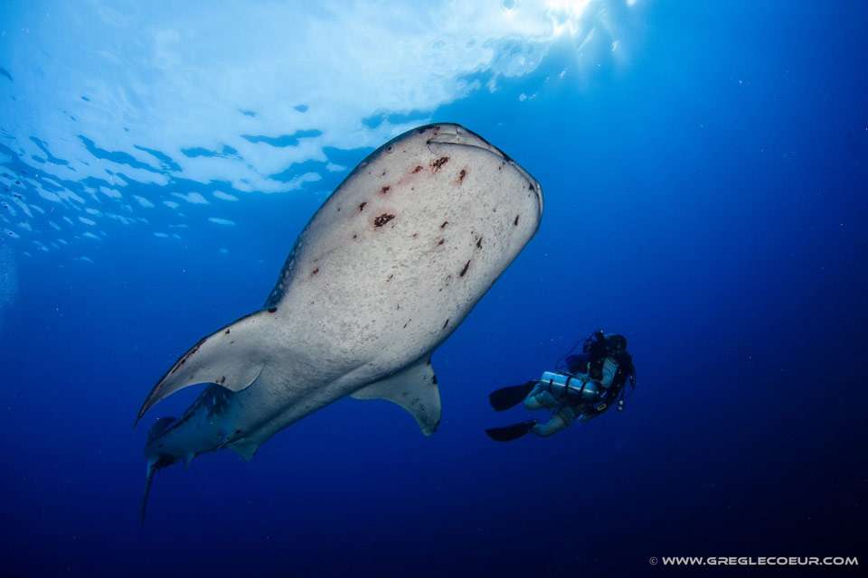 Висайские острова (6 ночей)