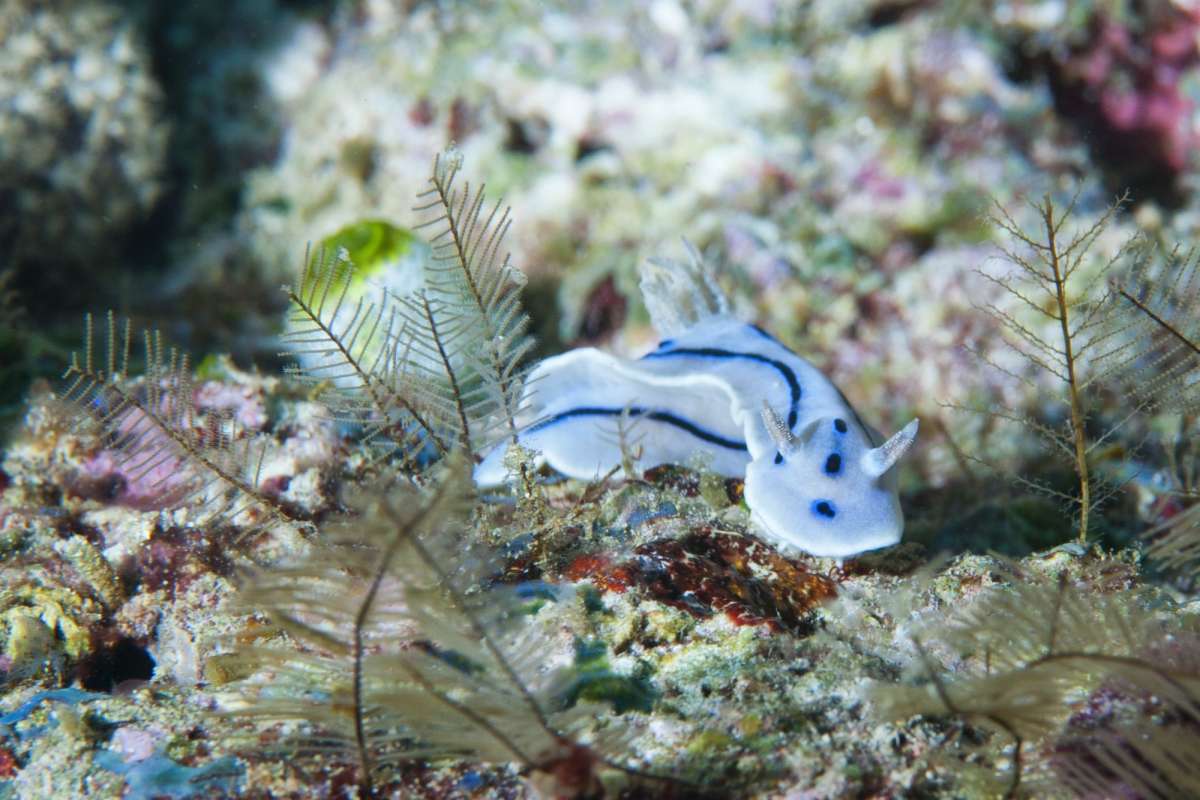 Раджа Ампат (7 ночей)