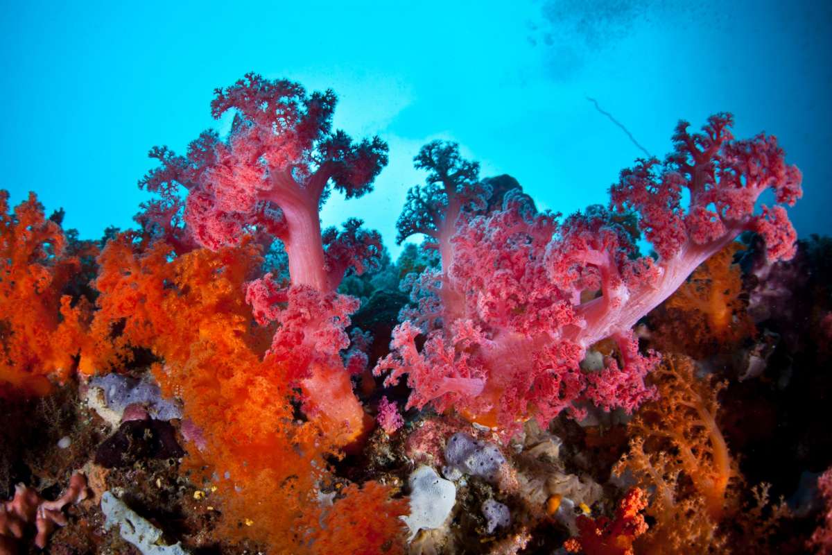 Раджа Ампат (6 ночей)