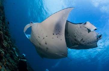 Центральные атоллы (7 ночей)