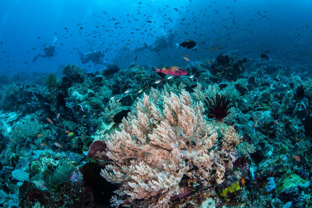 Амбон - Банда Нейра - Амбон </br>(6 ночей)