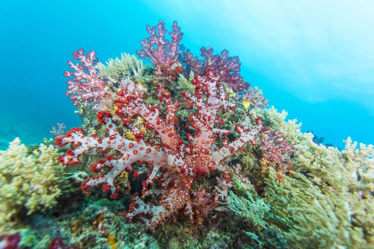 Соронг – Раджа Ампат – Соронг (6 ночей)