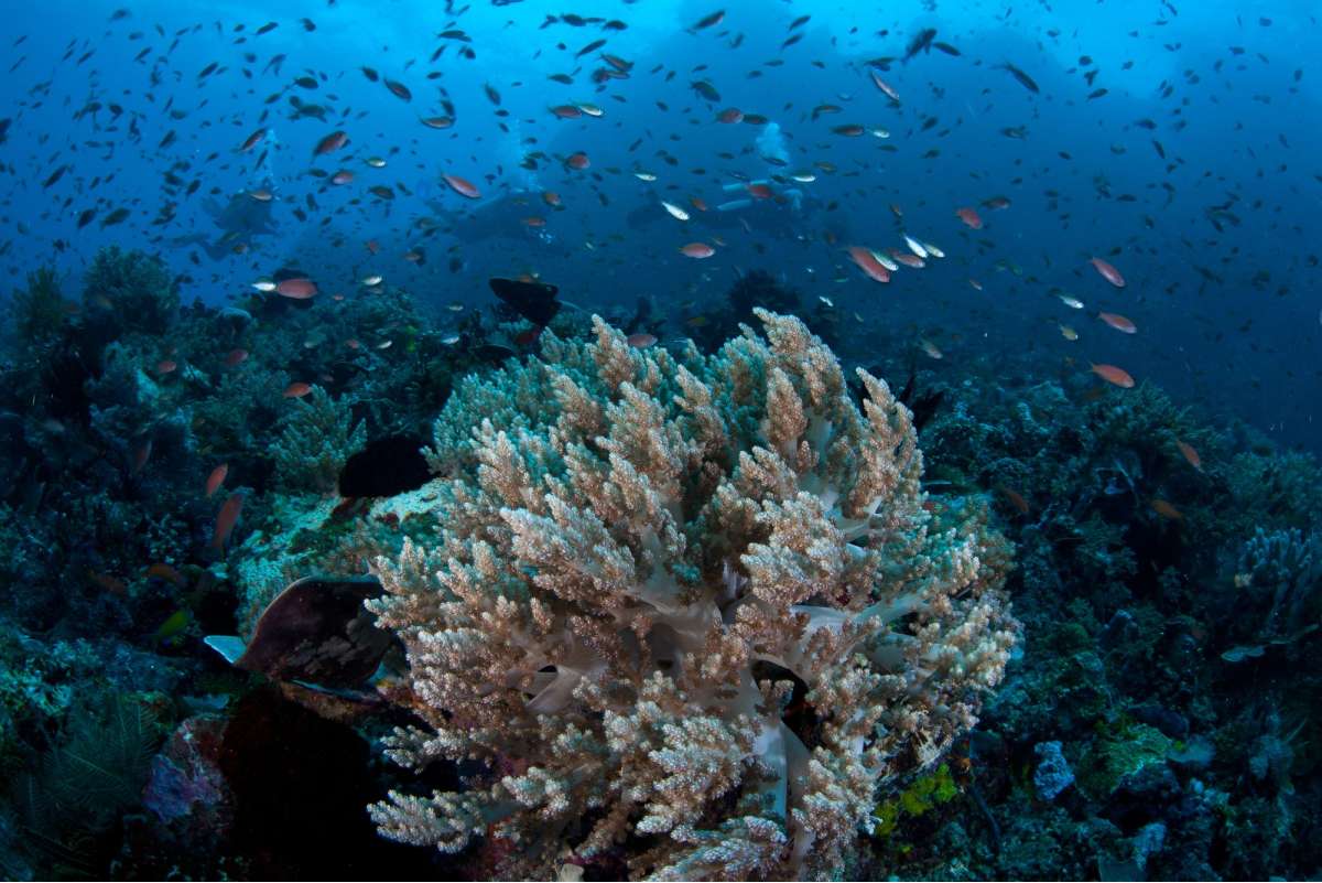 Раджа Ампат, север (8 ночей)