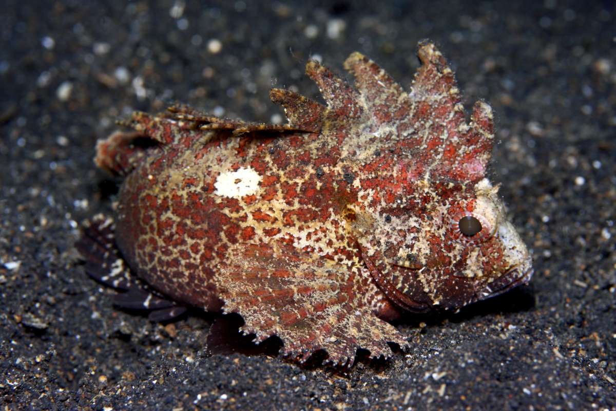 Раджа Ампат (10 ночей)