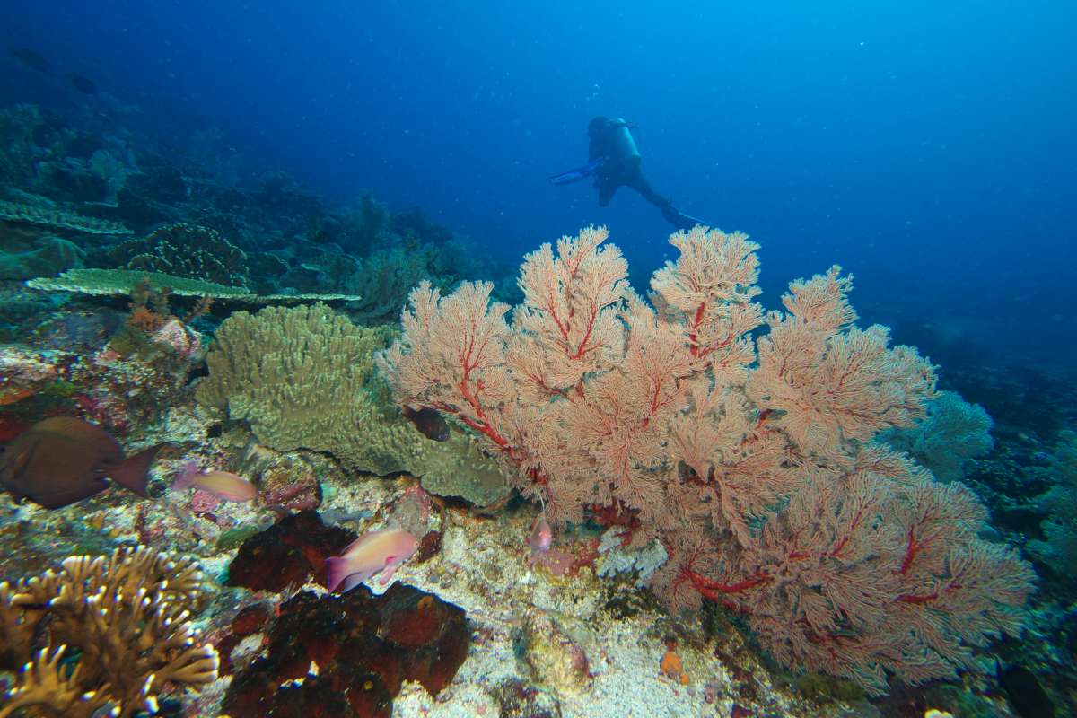 Бразерс - Дедалус - Эльфинстоун (7 ночей)