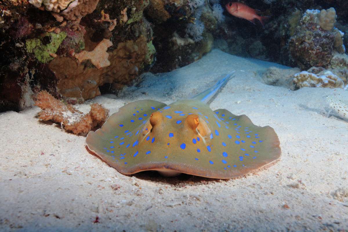 Бразерс - Дедалус - Эльфинстоун (7 ночей)