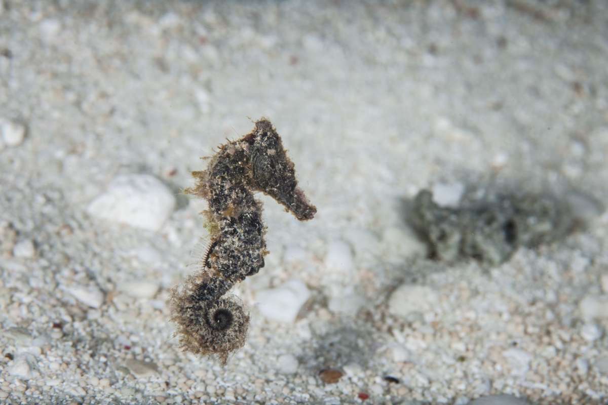 Комодо - Восточный Флорес </br>(11 ночей)