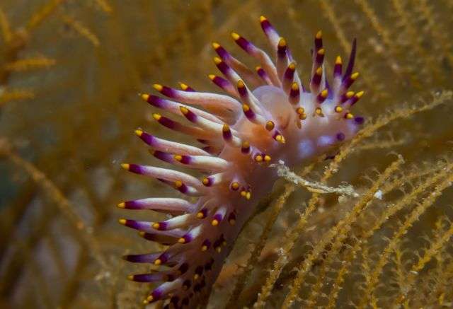 Раджа Ампат (10 ночей)