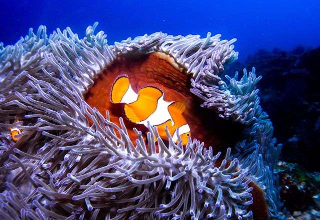 Амбон - Банда – Амбон </br>(7 ночей)