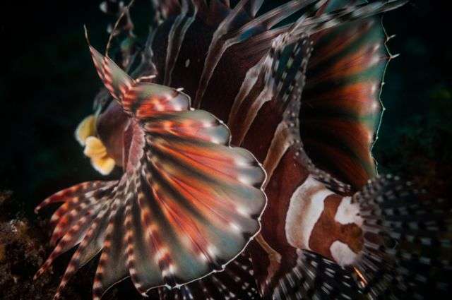 Раджа Ампат и острова Банда (12 ночей)