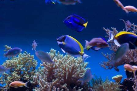 Амбон - Банда – Амбон</br>(8 ночей)