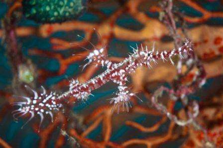 Большое сафари по Комодо (10 ночей)