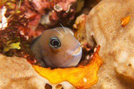 Амбон – Банда Неира – Амбон</br>(9 ночей)