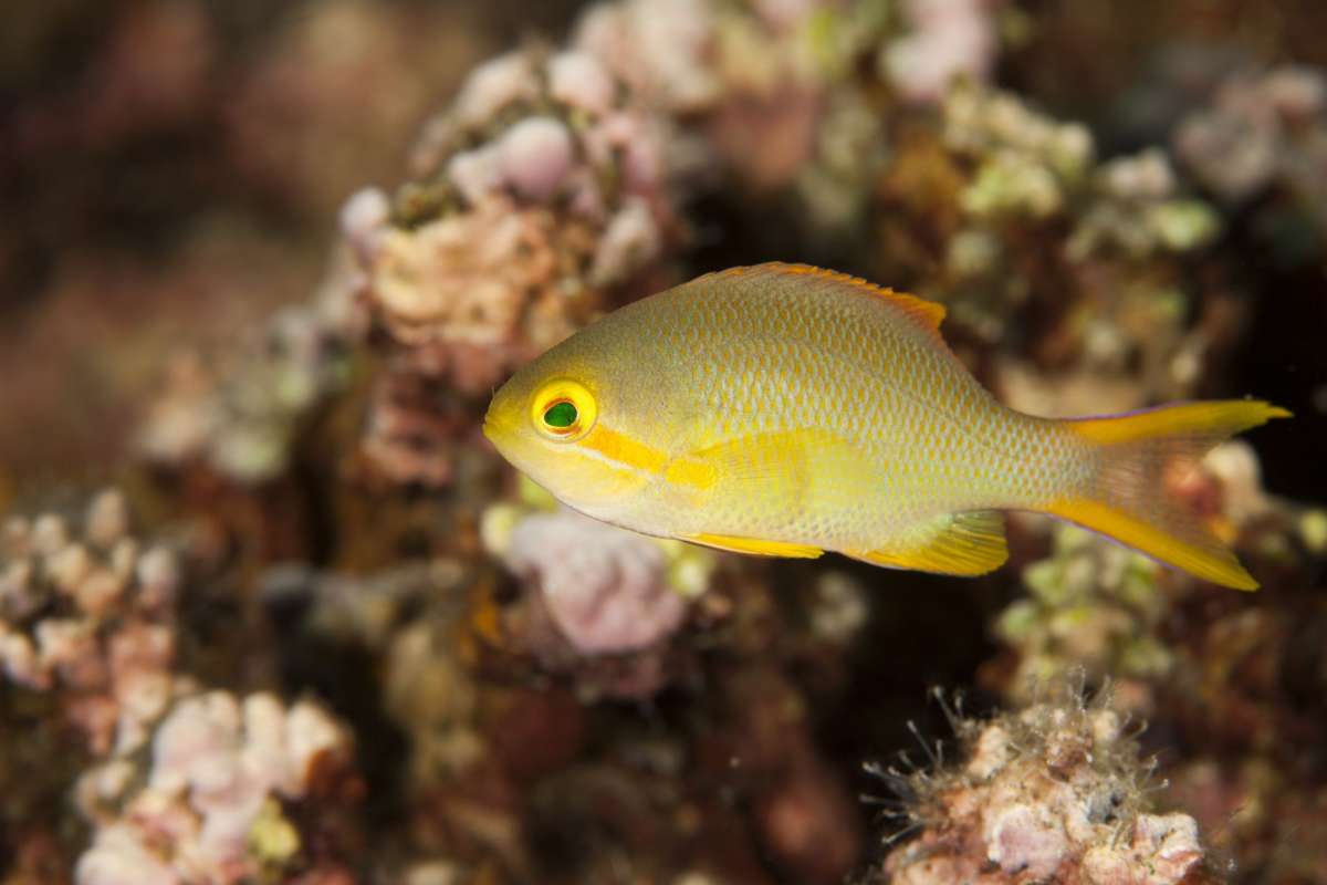 Комодо (7 ночей)