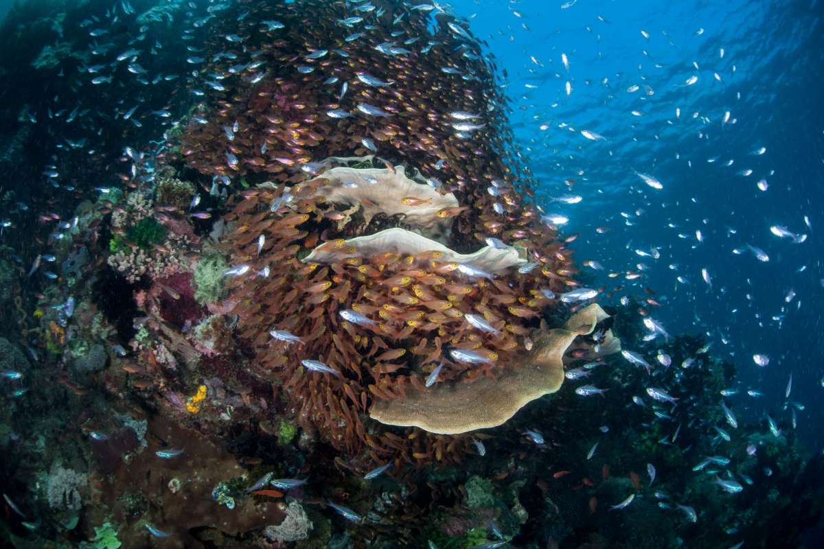 Бали - Комодо - Бали (9 ночей)