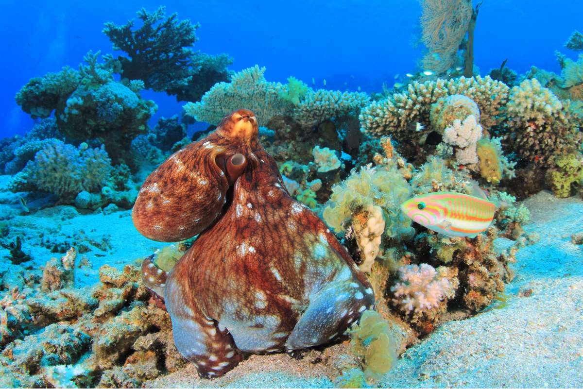 Дедалус и Сент-Джонс </br> (7 ночей)