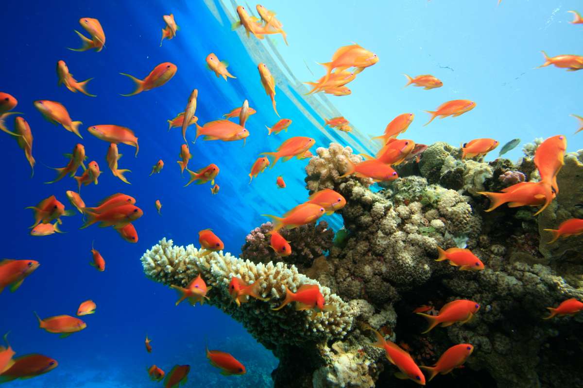 Бразерс - Дедалус - Эльфинстоун (7 ночей)