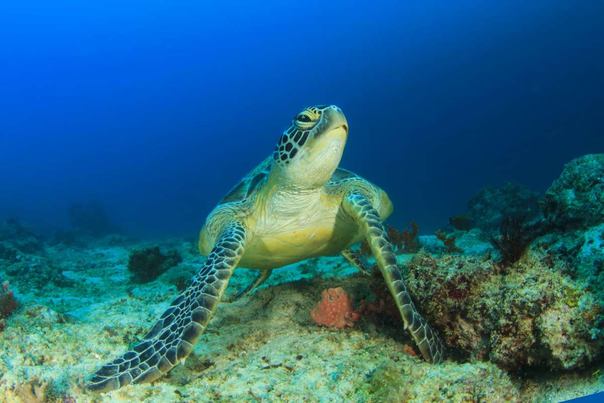 Юг Висайских островов <br />(6 ночей)