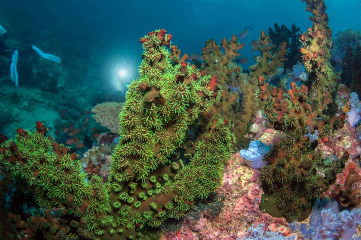 Морские пейзажи Висайских островов <br />(9 ночей)