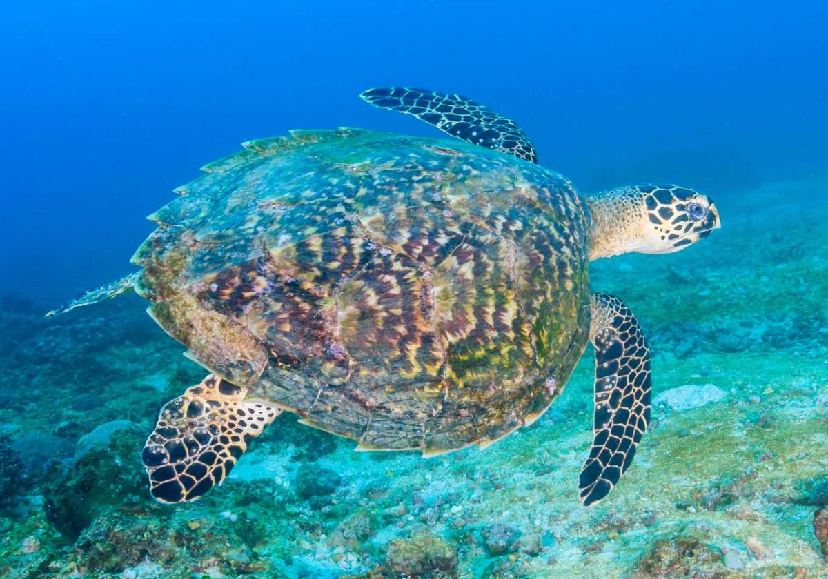 Центральные атоллы Мальдив