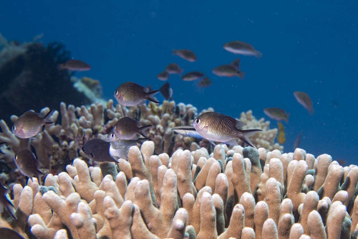 Раджа Ампат и Мисоол (8 ночей)