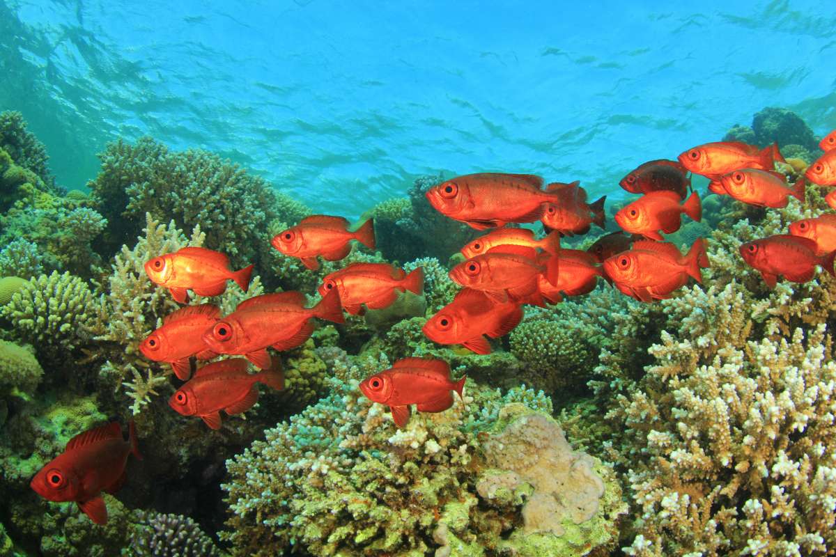 Далекий південь Червоного моря (7 ночей)