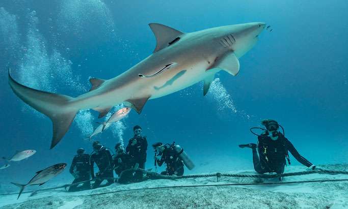 Сеноты Юкатана, Косумель и погружения с бычьими акулами </br> (9 ночей)