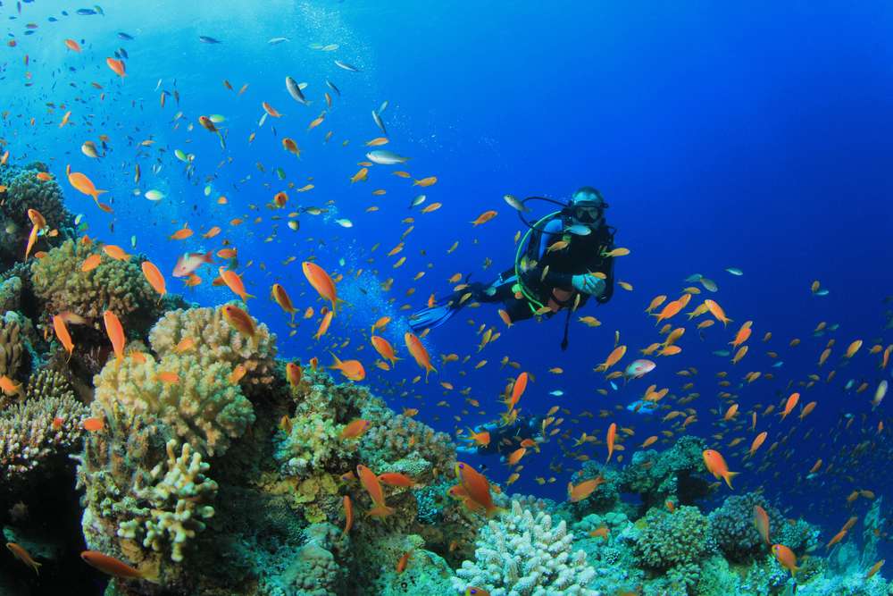 Бразерс - Дедалус - Эльфинстоун (Хургада - Хургада)