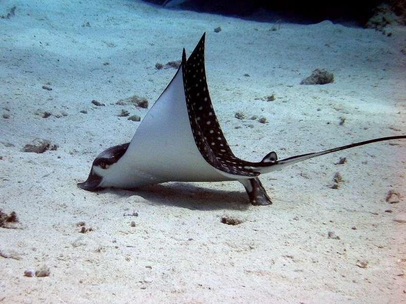 Дедалус - Фьюри Шоал </br>(7 ночей)