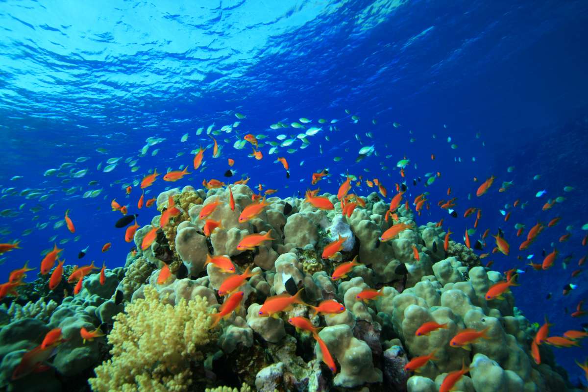 Бразерс - Дедалус - Эльфинстоун </br> (7 ночей)