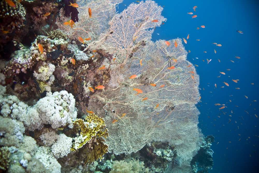 Лучшие дайв-сайты Красного моря (7 ночей)