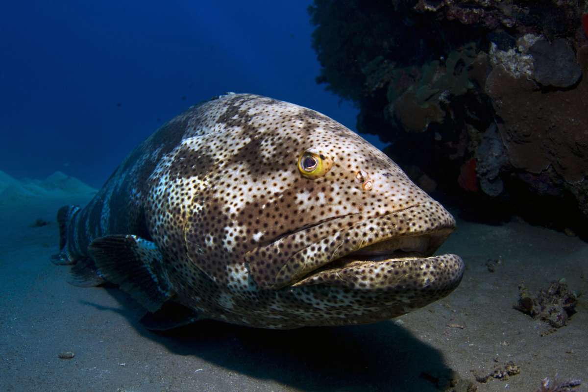 Бразерс, Дедалус, Эльфинстоун (Хургада - Хургада)