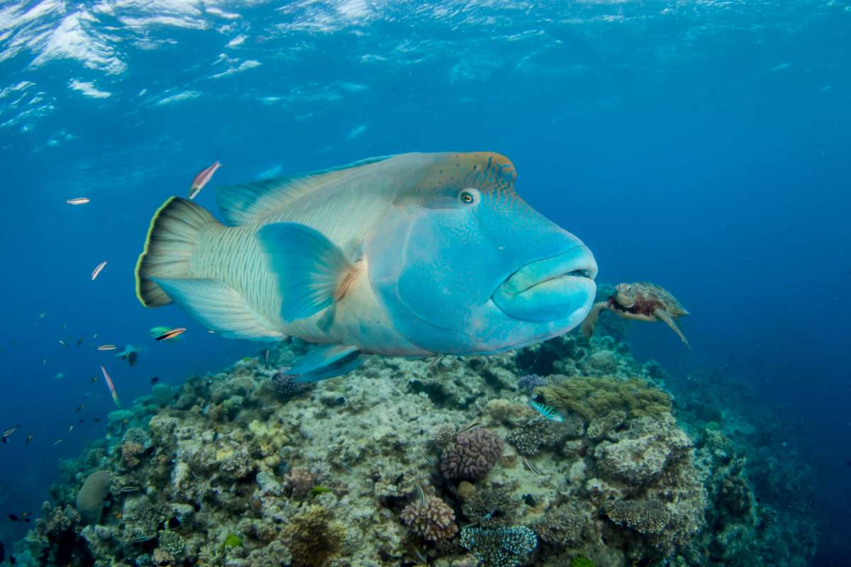 Эльфинстоун - Сатайя (Порт Галиб - Порт Галиб)